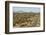 Cardon cacti by main road down Baja California, near Loreto, Mexico, North America-Tony Waltham-Framed Photographic Print