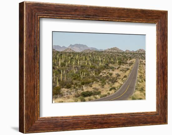 Cardon cacti by main road down Baja California, near Loreto, Mexico, North America-Tony Waltham-Framed Photographic Print