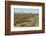 Cardon cacti by main road down Baja California, near Loreto, Mexico, North America-Tony Waltham-Framed Photographic Print