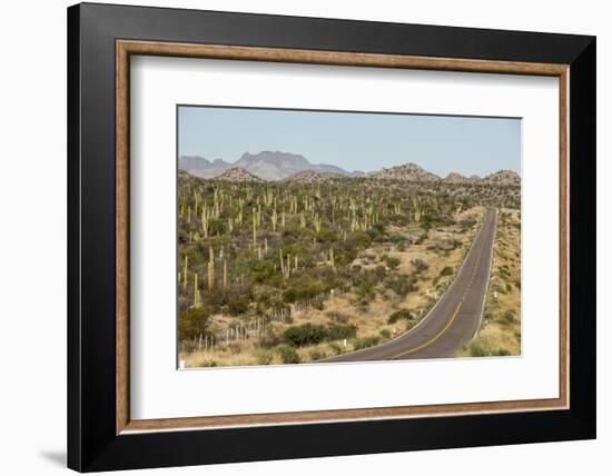 Cardon cacti by main road down Baja California, near Loreto, Mexico, North America-Tony Waltham-Framed Photographic Print