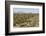 Cardon cacti by main road down Baja California, near Loreto, Mexico, North America-Tony Waltham-Framed Photographic Print