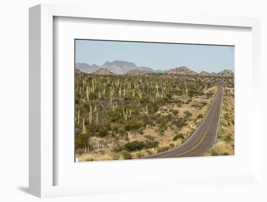 Cardon cacti by main road down Baja California, near Loreto, Mexico, North America-Tony Waltham-Framed Photographic Print