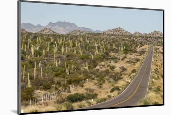Cardon cacti by main road down Baja California, near Loreto, Mexico, North America-Tony Waltham-Mounted Photographic Print