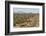 Cardon cacti by main road down Baja California, near Loreto, Mexico, North America-Tony Waltham-Framed Photographic Print