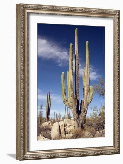 Cardon Cacti (Pachycereus Pringlei)-Bob Gibbons-Framed Photographic Print