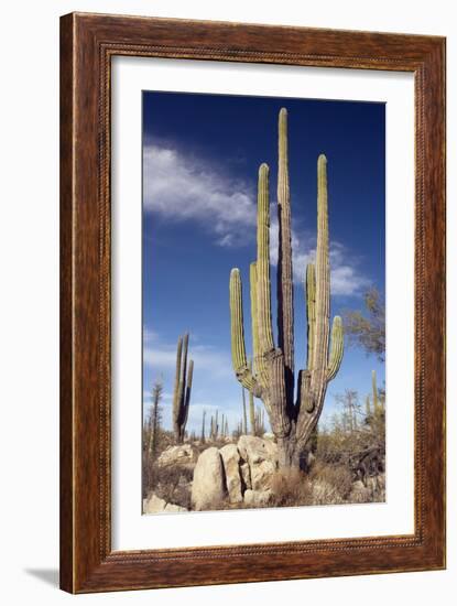 Cardon Cacti (Pachycereus Pringlei)-Bob Gibbons-Framed Photographic Print