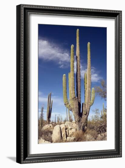 Cardon Cacti (Pachycereus Pringlei)-Bob Gibbons-Framed Photographic Print