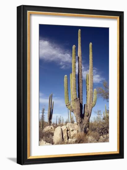 Cardon Cacti (Pachycereus Pringlei)-Bob Gibbons-Framed Photographic Print