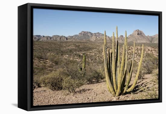 Cardon cactus, near Loreto, Baja California, Mexico, North America-Tony Waltham-Framed Premier Image Canvas