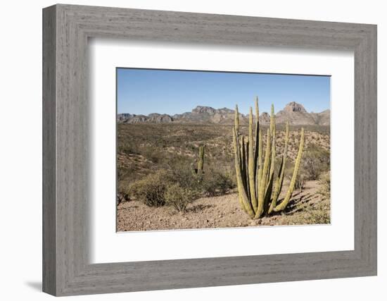 Cardon cactus, near Loreto, Baja California, Mexico, North America-Tony Waltham-Framed Photographic Print