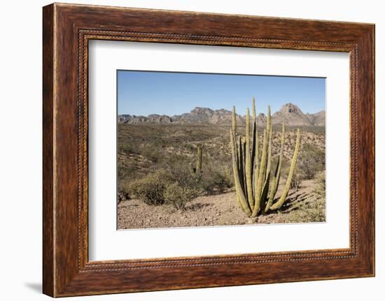 Cardon cactus, near Loreto, Baja California, Mexico, North America-Tony Waltham-Framed Photographic Print