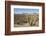 Cardon cactus, near Loreto, Baja California, Mexico, North America-Tony Waltham-Framed Photographic Print