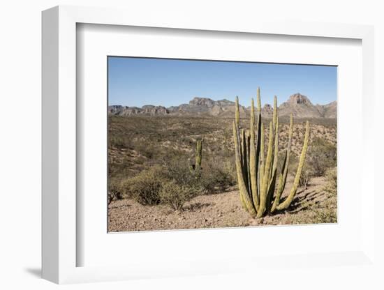 Cardon cactus, near Loreto, Baja California, Mexico, North America-Tony Waltham-Framed Photographic Print