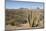 Cardon cactus, near Loreto, Baja California, Mexico, North America-Tony Waltham-Mounted Photographic Print