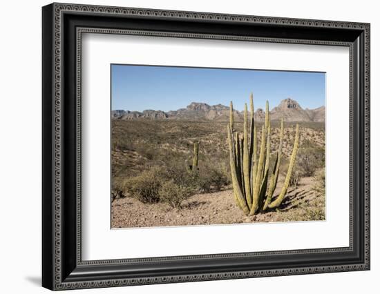 Cardon cactus, near Loreto, Baja California, Mexico, North America-Tony Waltham-Framed Photographic Print