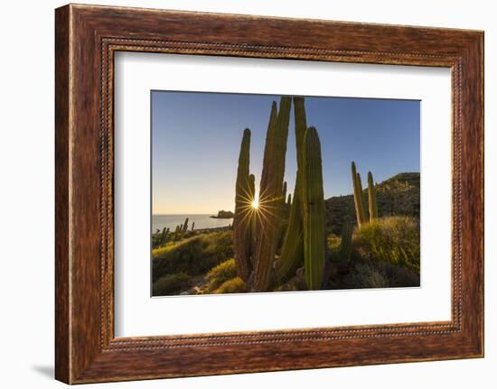 Cardon Cactus (Pachycereus Pringlei) at Sunset on Isla Santa Catalina, Baja California Sur, Mexico-Michael Nolan-Framed Photographic Print