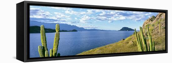 Cardon Cactus (Pachycereus Pringlei) on Hillside at Coast, Punta El Puertecito-null-Framed Premier Image Canvas