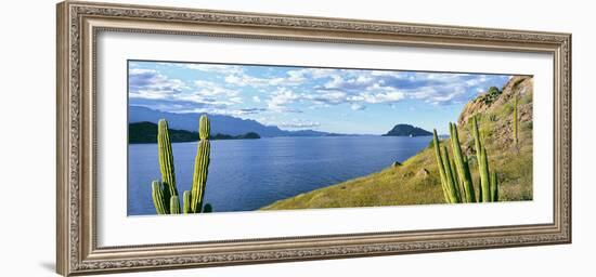 Cardon Cactus (Pachycereus Pringlei) on Hillside at Coast, Punta El Puertecito-null-Framed Photographic Print