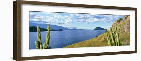 Cardon Cactus (Pachycereus Pringlei) on Hillside at Coast, Punta El Puertecito-null-Framed Photographic Print