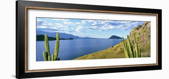 Cardon Cactus (Pachycereus Pringlei) on Hillside at Coast, Punta El Puertecito-null-Framed Photographic Print