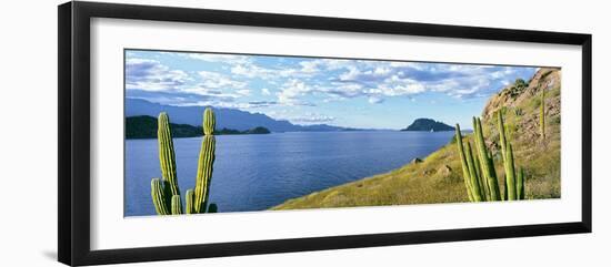 Cardon Cactus (Pachycereus Pringlei) on Hillside at Coast, Punta El Puertecito-null-Framed Photographic Print