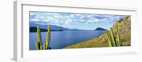 Cardon Cactus (Pachycereus Pringlei) on Hillside at Coast, Punta El Puertecito-null-Framed Photographic Print