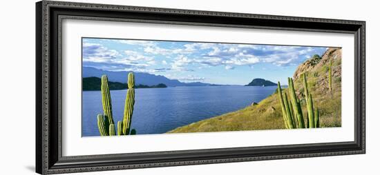 Cardon Cactus (Pachycereus Pringlei) on Hillside at Coast, Punta El Puertecito-null-Framed Photographic Print