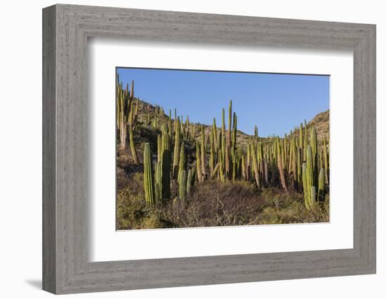 Cardon Cactus (Pachycereus Pringlei), on Isla Santa Catalina, Baja California Sur-Michael Nolan-Framed Photographic Print