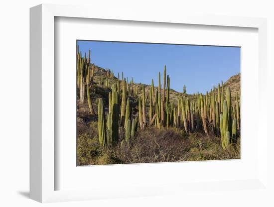 Cardon Cactus (Pachycereus Pringlei), on Isla Santa Catalina, Baja California Sur-Michael Nolan-Framed Photographic Print