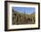 Cardon Cactus (Pachycereus Pringlei), on Isla Santa Catalina, Baja California Sur-Michael Nolan-Framed Photographic Print