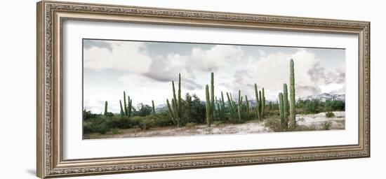 Cardon Cactus Plants in a Forest, Loreto, Baja California Sur, Mexico-null-Framed Photographic Print