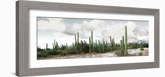 Cardon Cactus Plants in a Forest, Loreto, Baja California Sur, Mexico-null-Framed Photographic Print