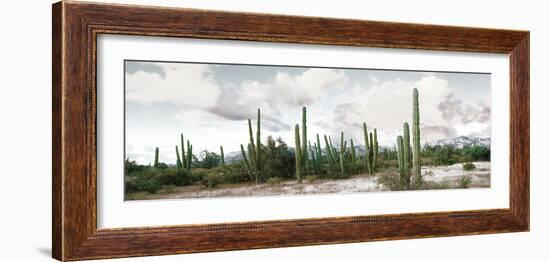 Cardon Cactus Plants in a Forest, Loreto, Baja California Sur, Mexico-null-Framed Photographic Print