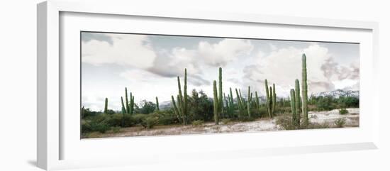 Cardon Cactus Plants in a Forest, Loreto, Baja California Sur, Mexico-null-Framed Photographic Print