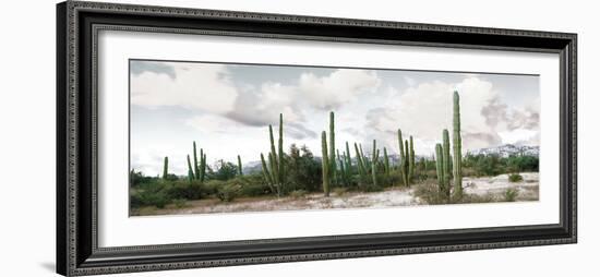 Cardon Cactus Plants in a Forest, Loreto, Baja California Sur, Mexico-null-Framed Photographic Print