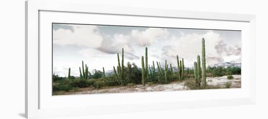 Cardon Cactus Plants in a Forest, Loreto, Baja California Sur, Mexico-null-Framed Photographic Print