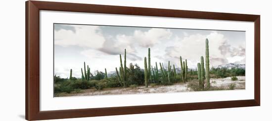 Cardon Cactus Plants in a Forest, Loreto, Baja California Sur, Mexico-null-Framed Photographic Print