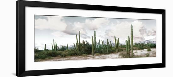 Cardon Cactus Plants in a Forest, Loreto, Baja California Sur, Mexico-null-Framed Photographic Print