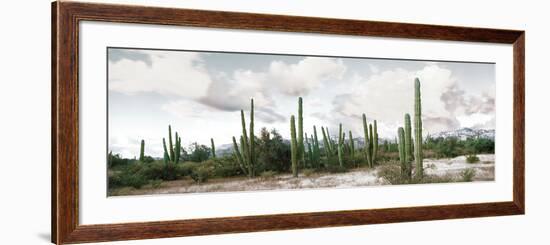 Cardon Cactus Plants in a Forest, Loreto, Baja California Sur, Mexico-null-Framed Photographic Print