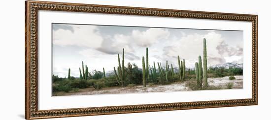 Cardon Cactus Plants in a Forest, Loreto, Baja California Sur, Mexico-null-Framed Photographic Print