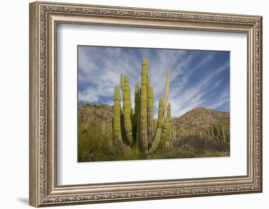 Cardon Cactus-DLILLC-Framed Photographic Print