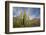 Cardon Cactus-DLILLC-Framed Photographic Print