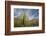 Cardon Cactus-DLILLC-Framed Photographic Print