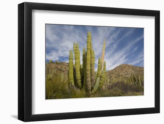 Cardon Cactus-DLILLC-Framed Photographic Print