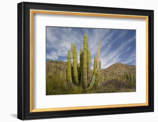 Cardon Cactus-DLILLC-Framed Photographic Print