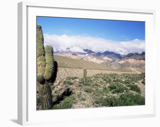 Cardones Growing in the Desert at 3000 Metres, Near Alfarcito, Jujuy, Argentina, South America-Lousie Murray-Framed Photographic Print