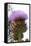 Cardoon (Cynara Cardunculus)-Dr. Keith Wheeler-Framed Premier Image Canvas