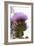 Cardoon (Cynara Cardunculus)-Dr. Keith Wheeler-Framed Photographic Print