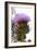 Cardoon (Cynara Cardunculus)-Dr. Keith Wheeler-Framed Photographic Print