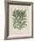 Cardoon-Besler Basilius-Framed Giclee Print